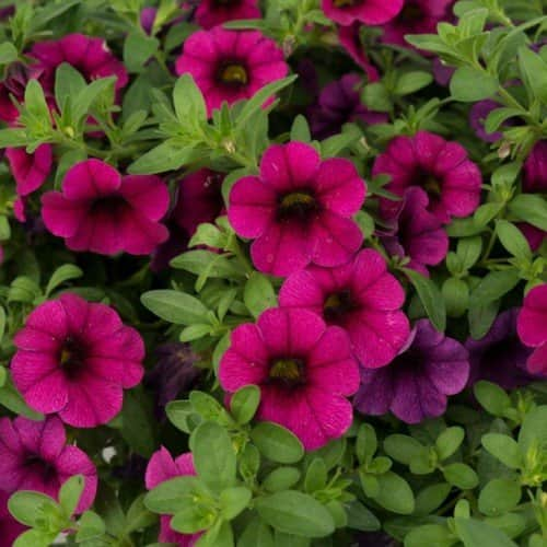 minipetunia-aloha-kona-neon-105cm-kruka-1