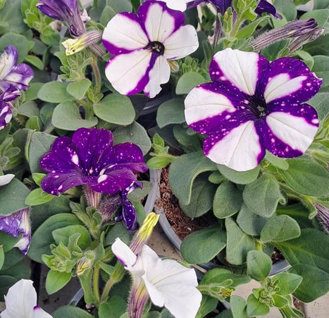 petunia-night-sky-105cm-kruka-2