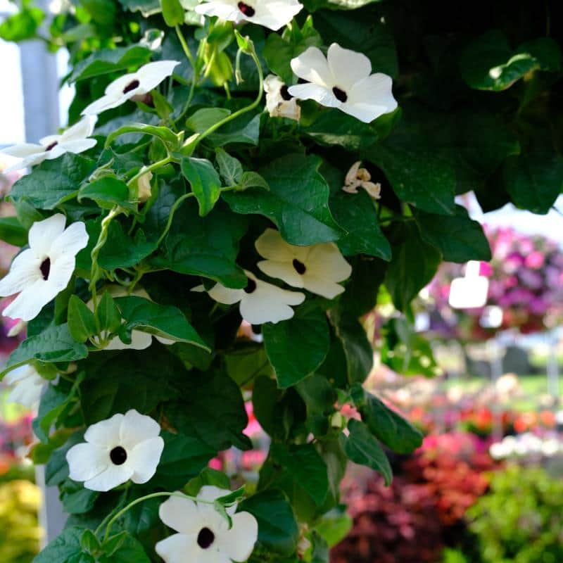 svartga-amera-white---3-plantor-1