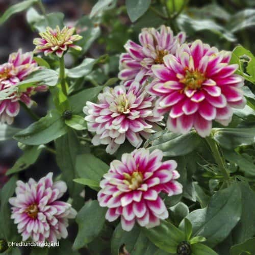 zinnia-double-zahara-raspberry-ripple-105cm-k-1