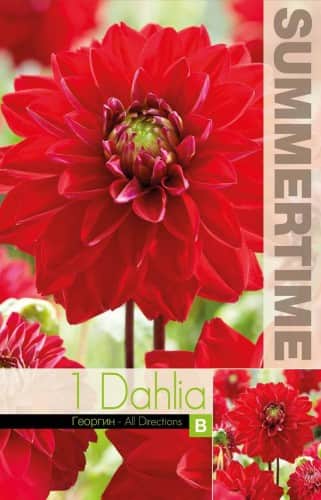 dekorativ-dahlia-all-directions-1st-1