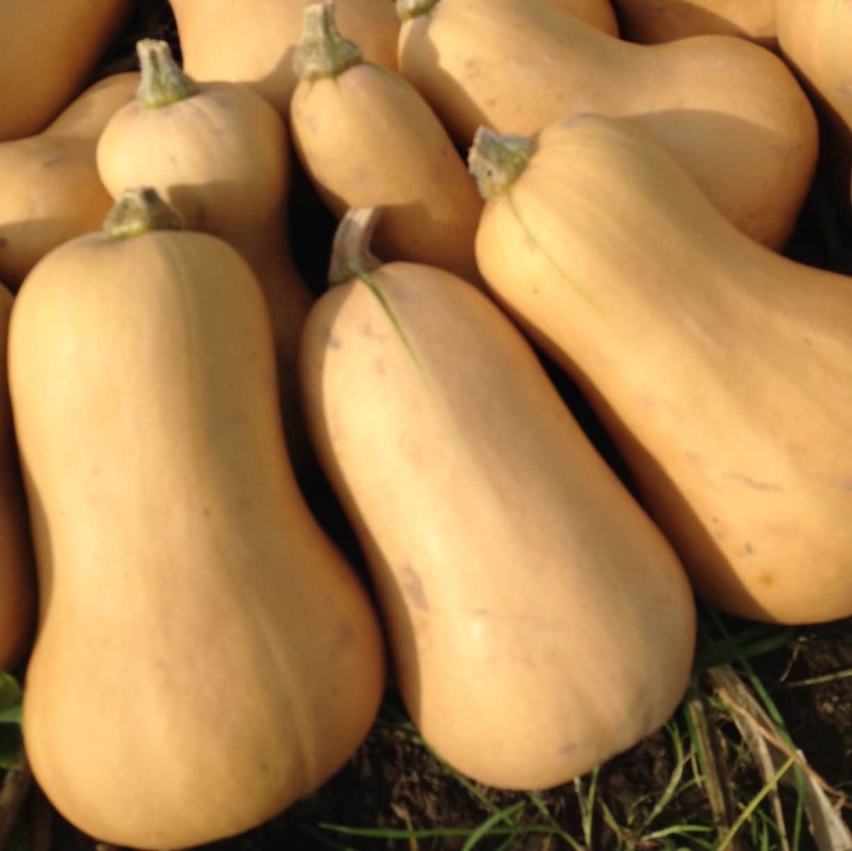 butternutpumpa-havanna-1