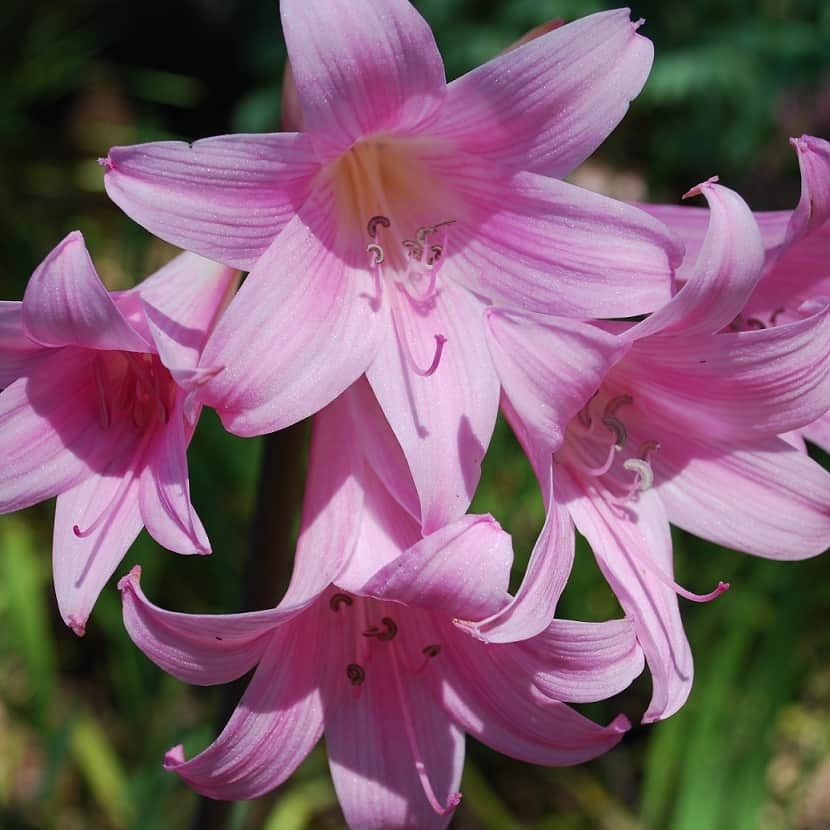 amaryllis-belladonna-pink-1st-1