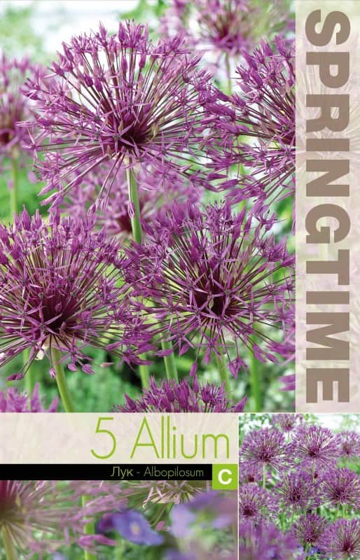 allium-stpplk-albopilosum-5st-1