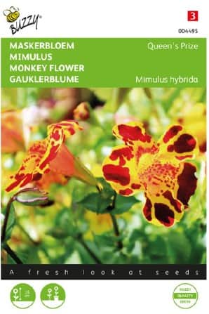 brokgyckelblomster-queens-prize-1