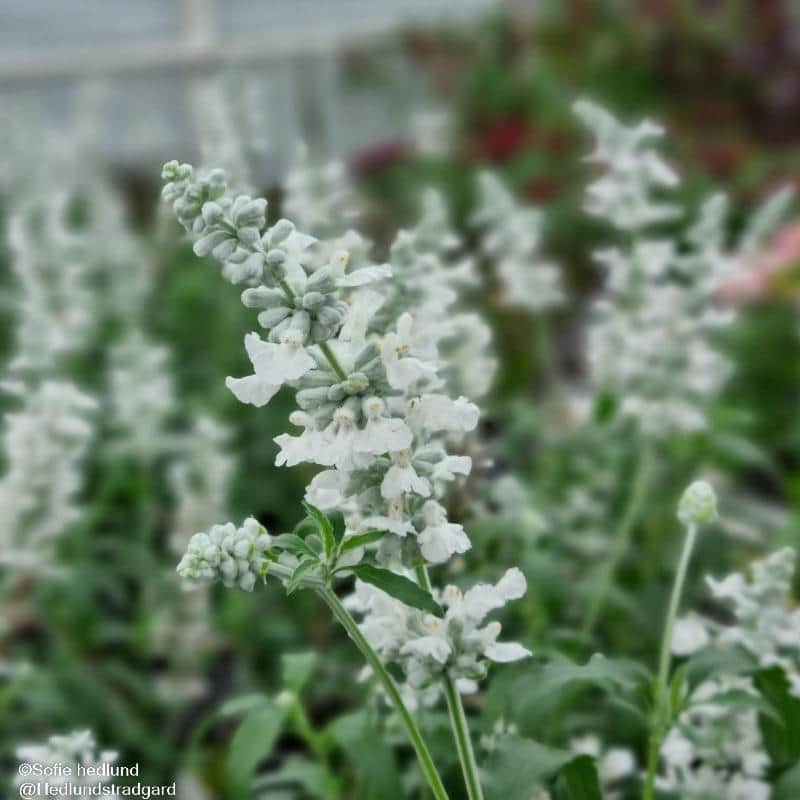 daggsalvia-sallyfun-pure-white-105cm-kruka-1