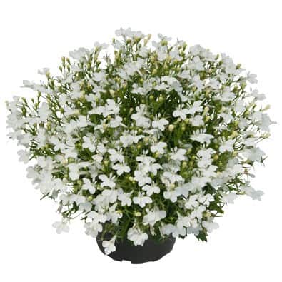 lobelia-lobelix-white-3-plantor-1