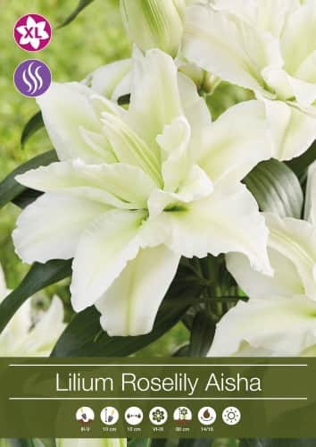 orientlilja-aisha-1st-1