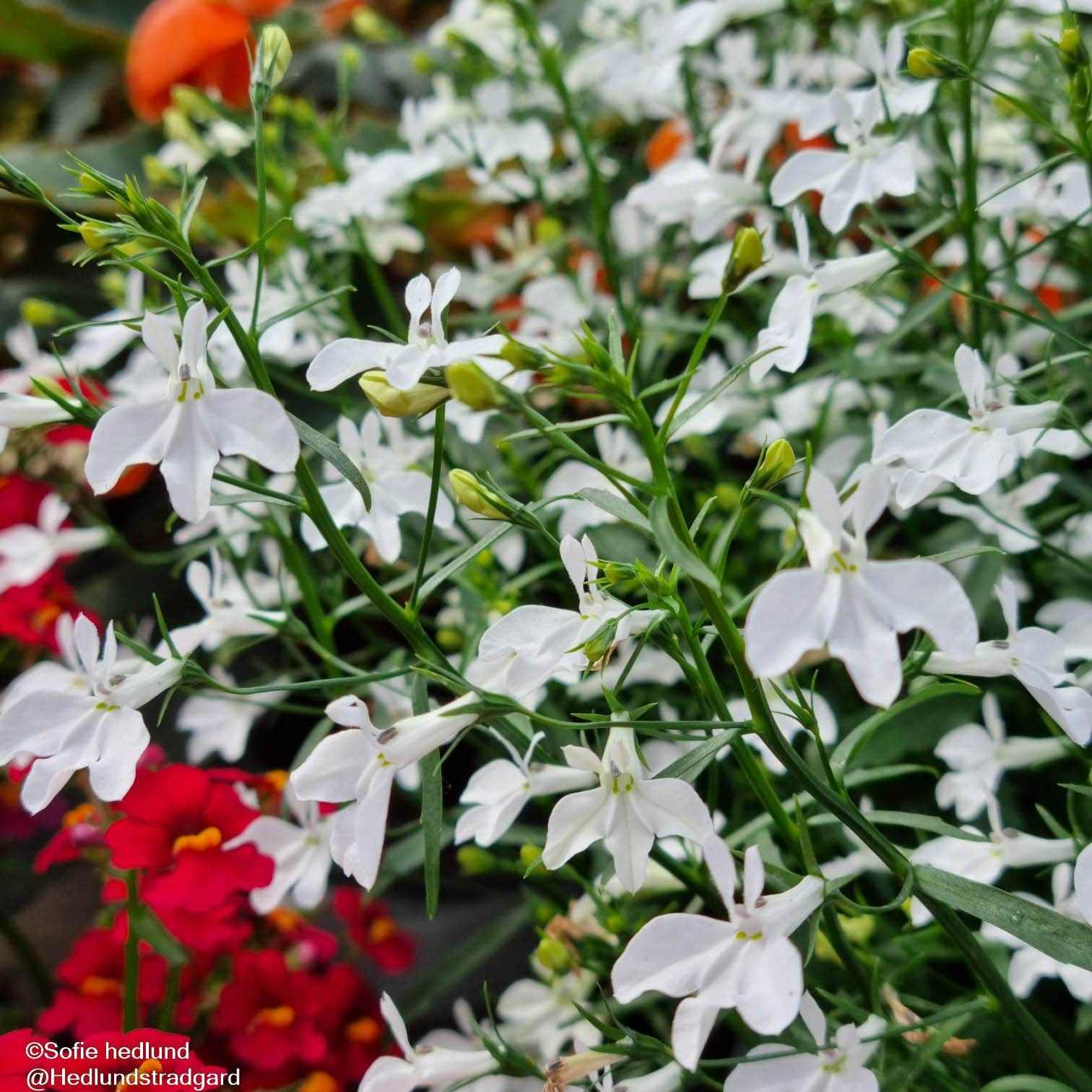 lobelia-sweet-springs-white-105cm-kruka-1