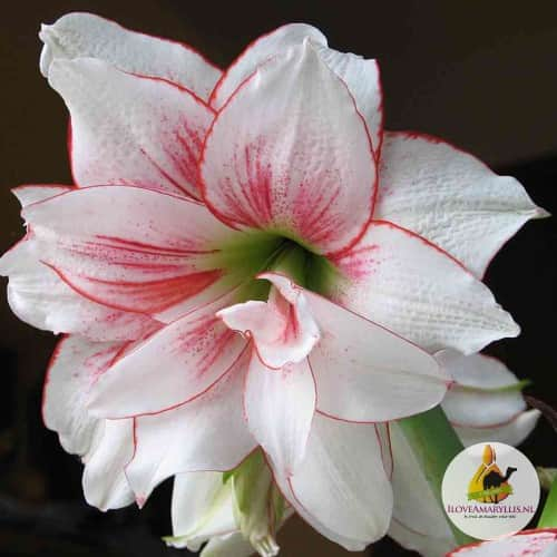 amaryllis-elvas-1st-1