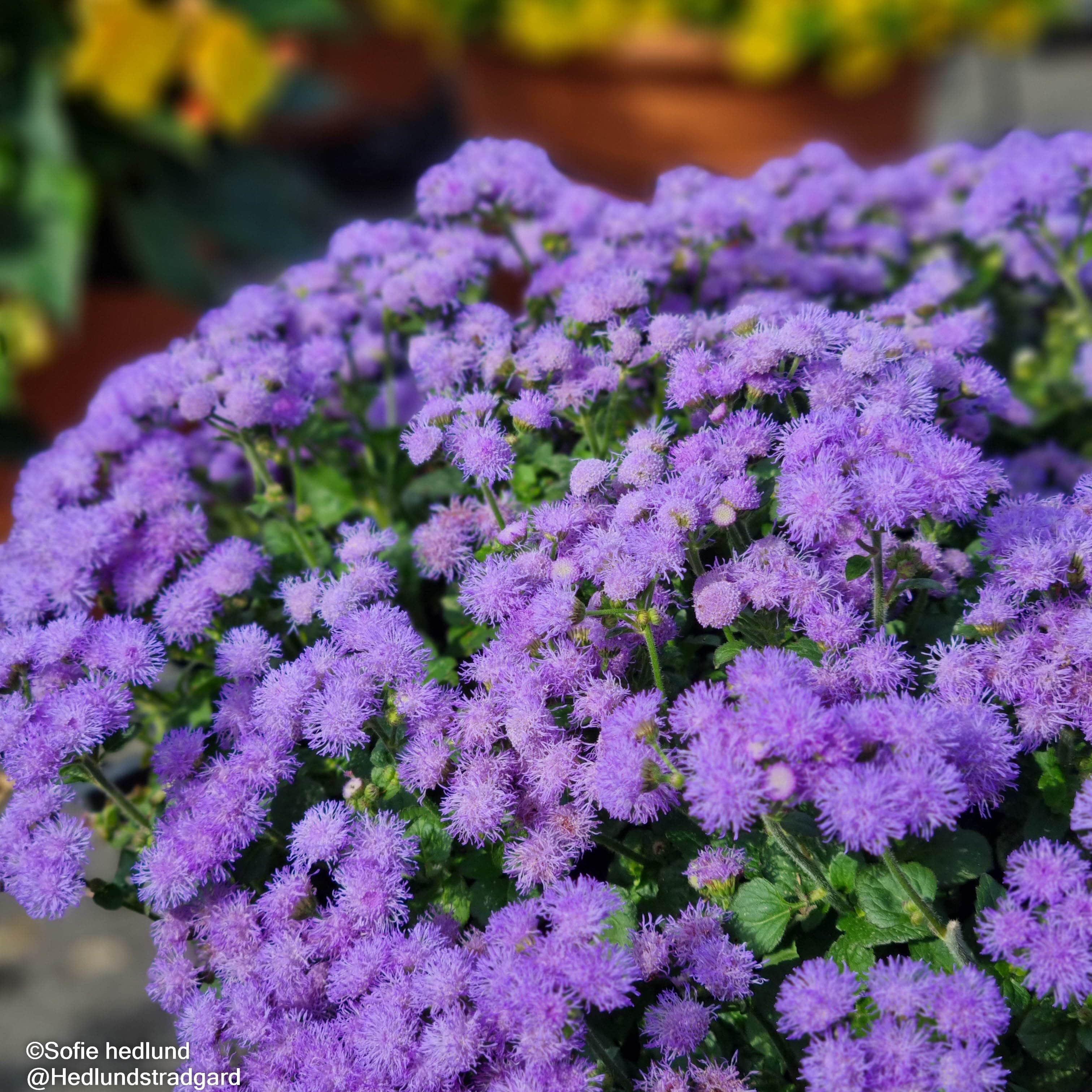 ageratum-parc-majorelle---3-plantor-1