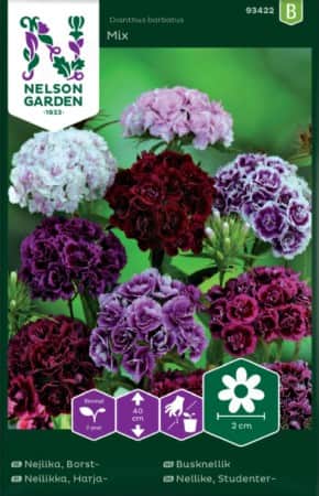 borstnejlika-dubbel-mix-1