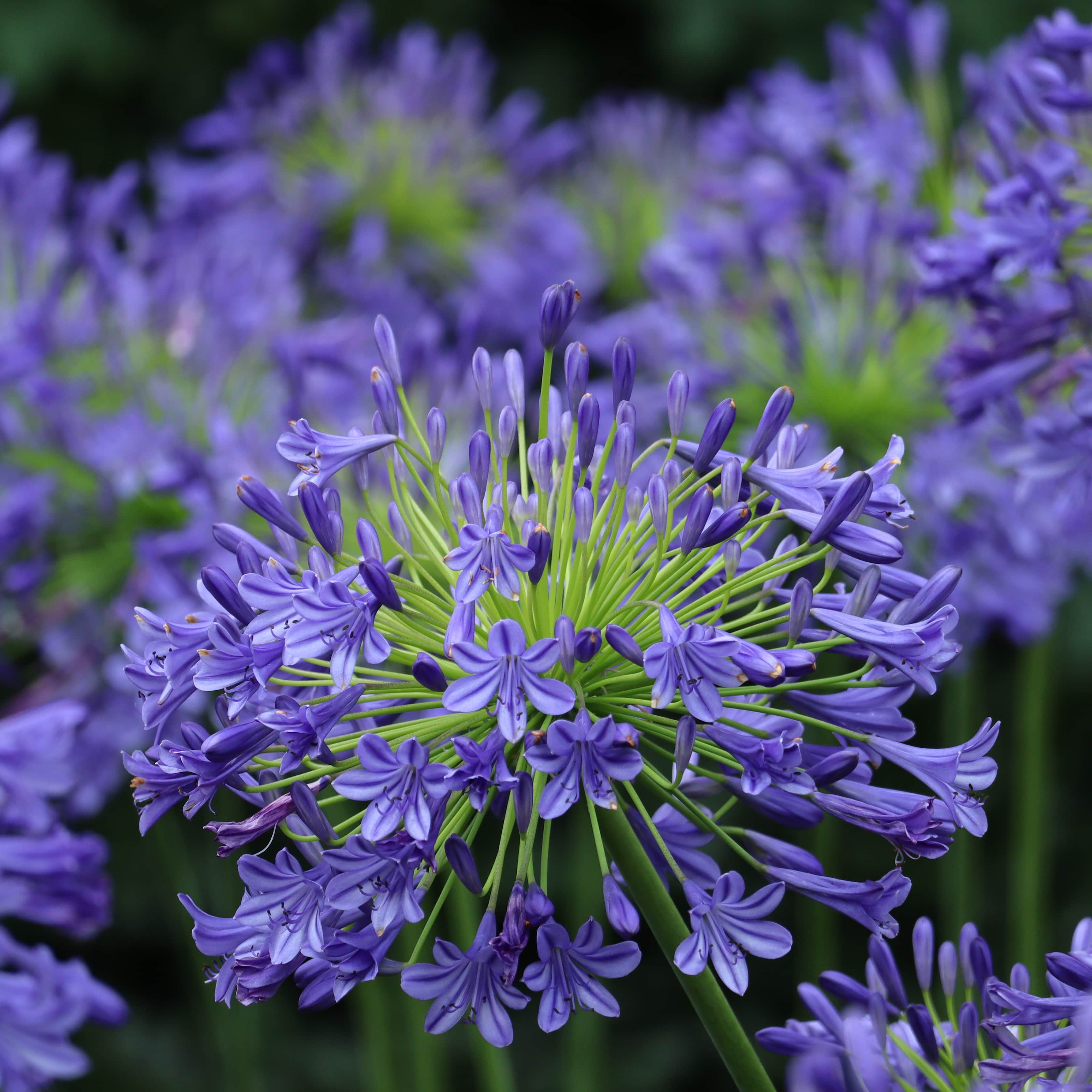afrikas-bl-lilja-brilliant-blue-1st-1