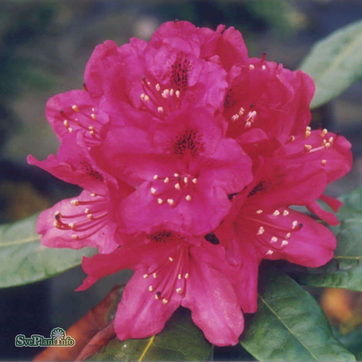 rhododendron-nova-zembla-co-2