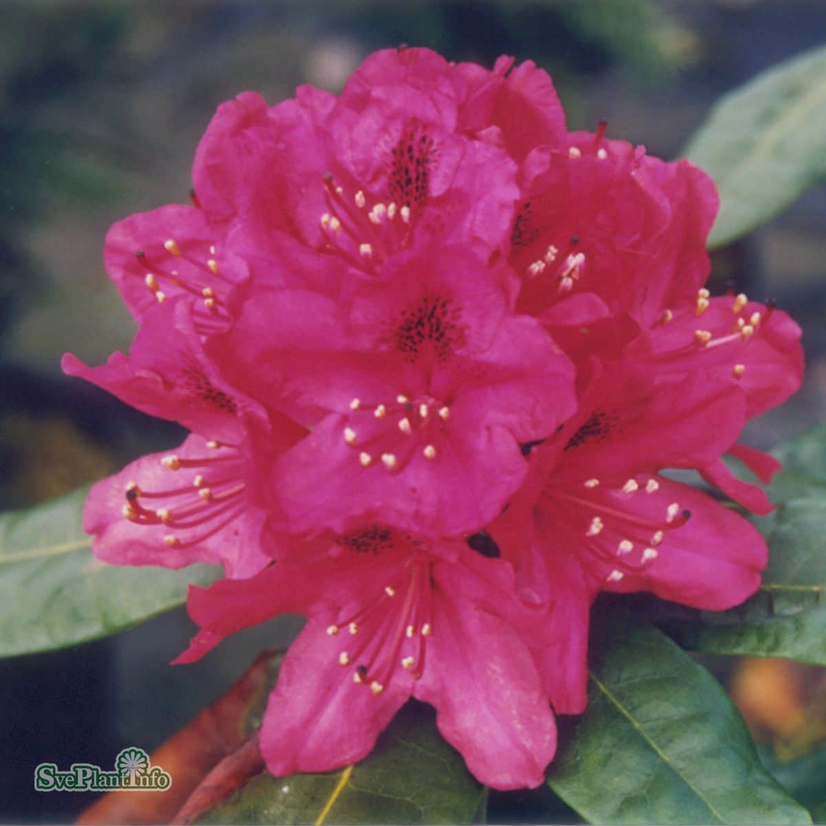 rhododendron-nova-zembla-co-30-40cm-3-pack-2
