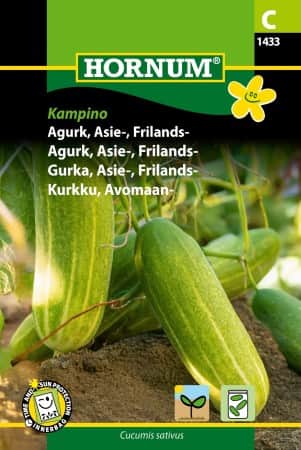 frilandsgurka-asiegurka-kampino-1