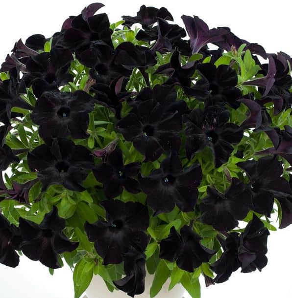 petunia-gotunia-black-105cm-kruka-1