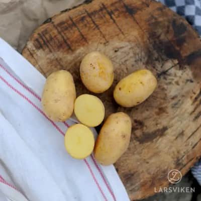 potatis--nicola-1kg-1