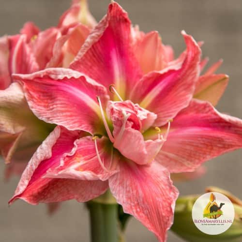 amaryllis-sweet-nymph-1st-3