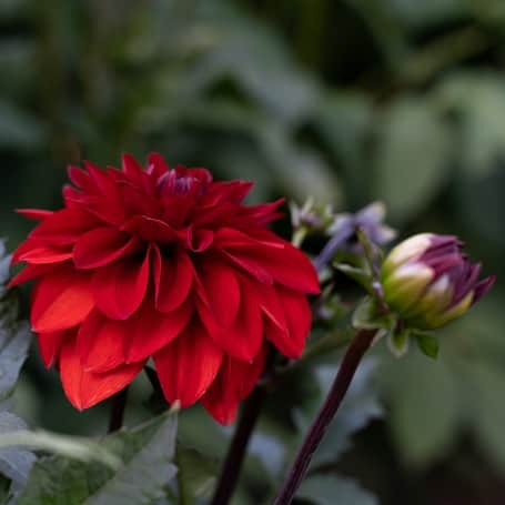 dekorativ-dvrg-dahlia-ellen-houston-krukdahli-2