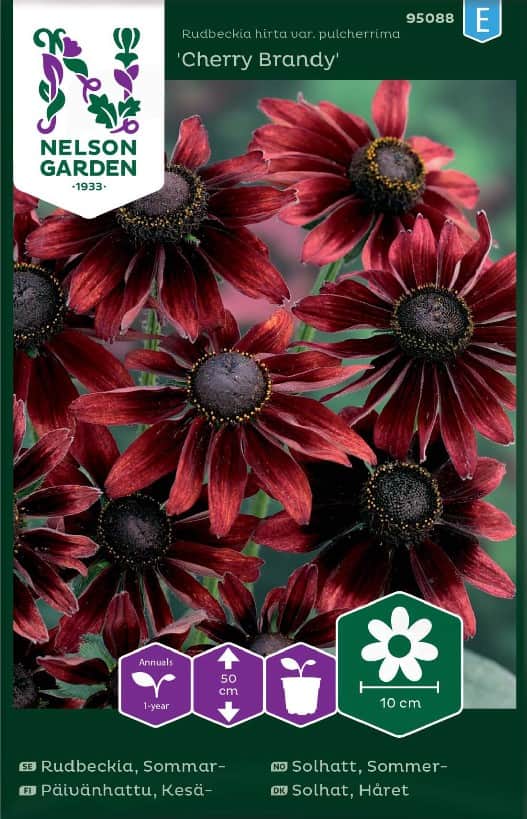 sommarrudbeckia-cherry-brandy-1