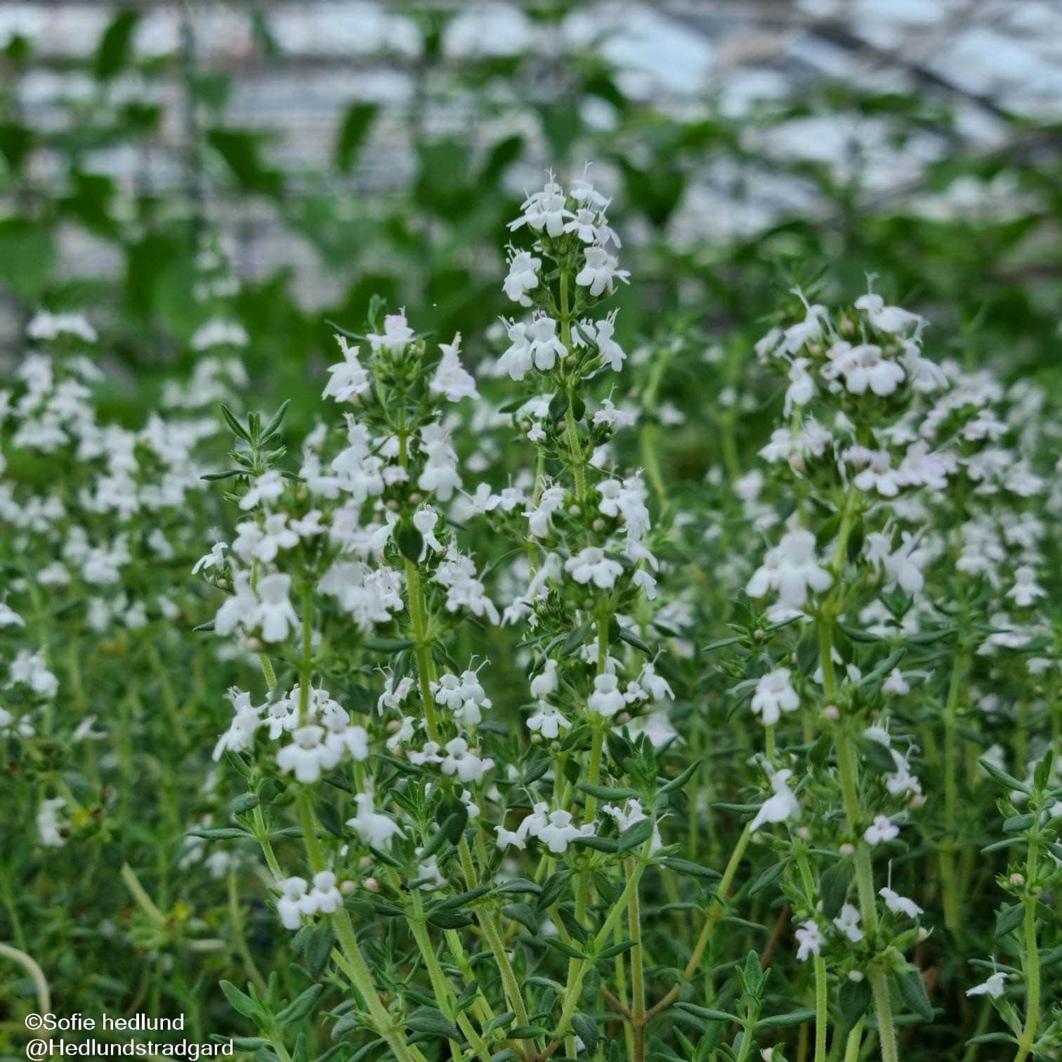 apelsintimjan-105cm-kruka-1