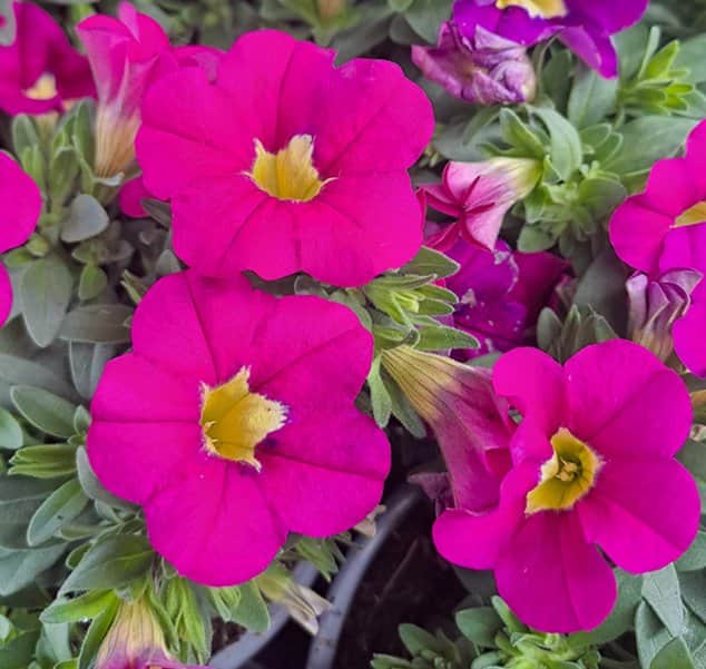 minipetunia-million-bells-hot-pink-12cm-kruka-1