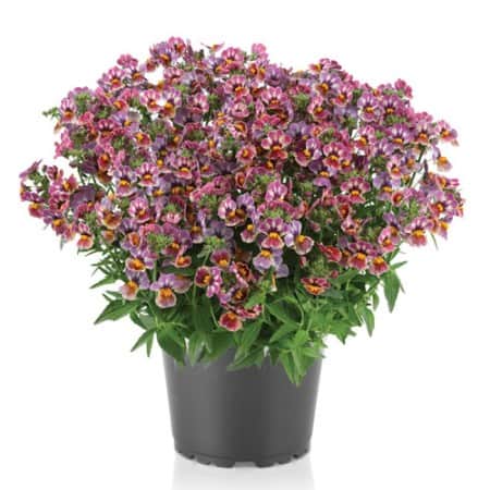 nemesia-tutti-frutti-105cm-kruka-1