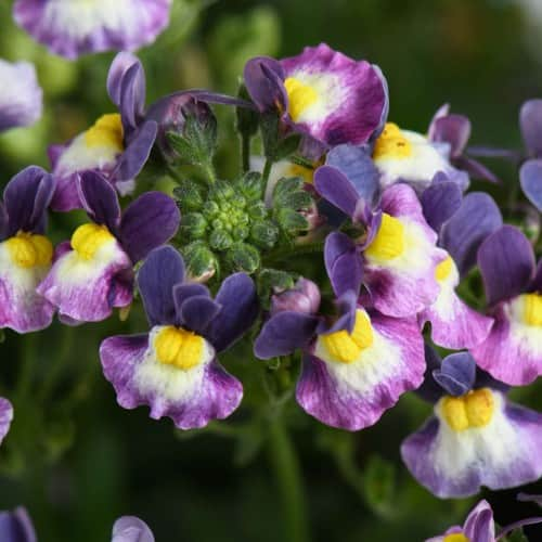 nemesia-menor-dual-purple-105cm-kruka-1