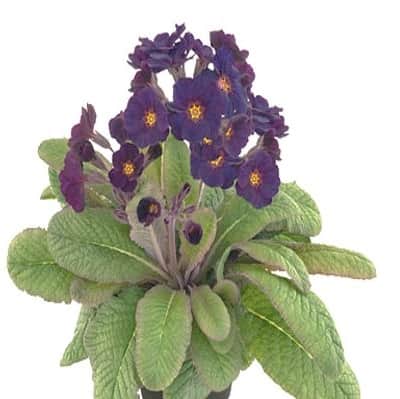 violviva-bouquet-lilac-dark-105cm-kruka-1