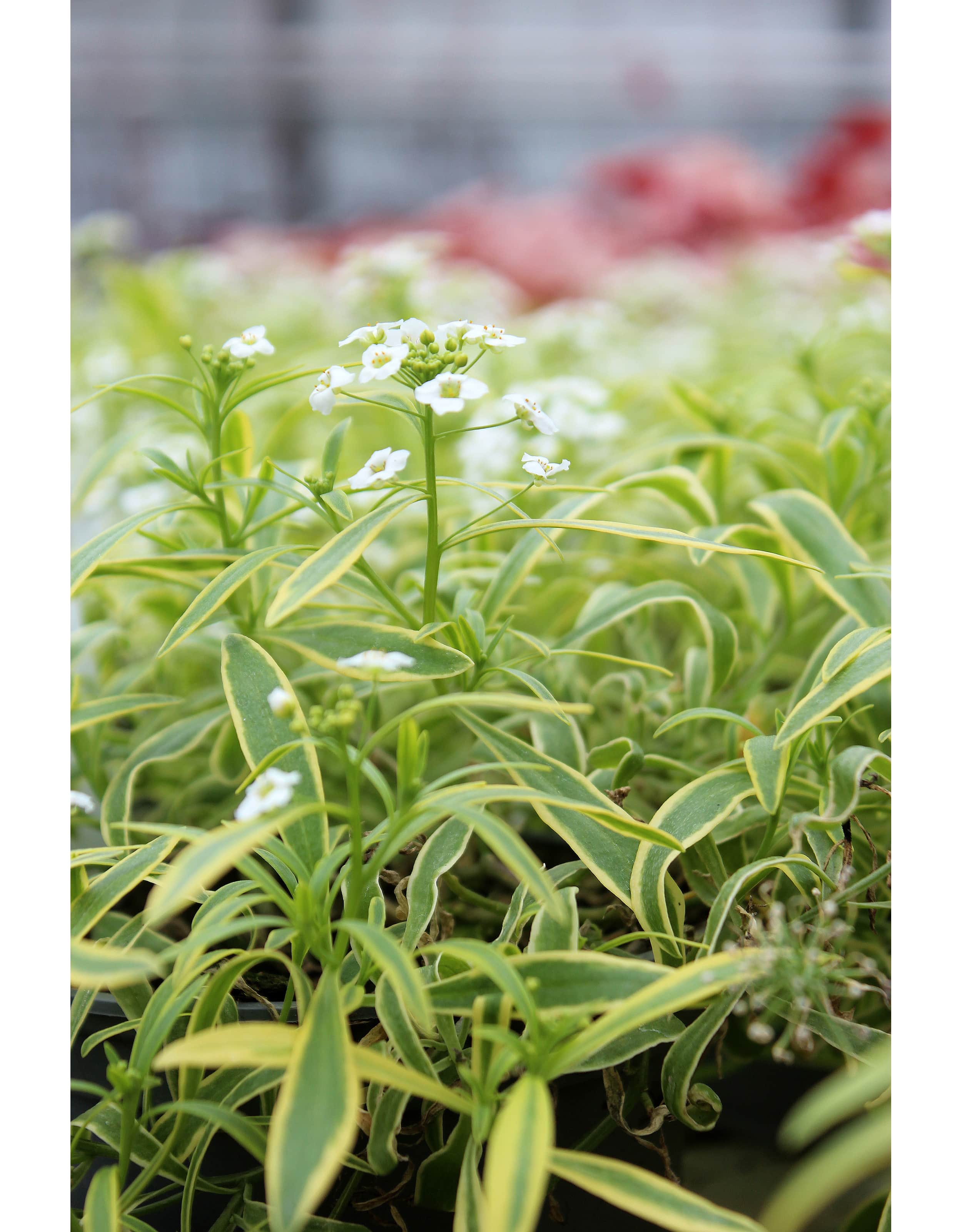 strandkrassing-primavera-princess-12cm-kruka-3