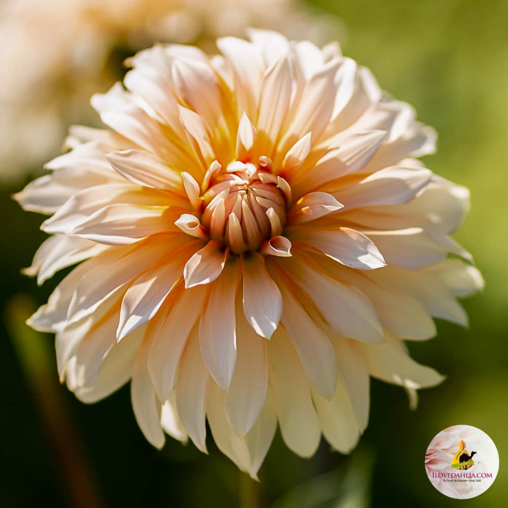 dekorativ-dahlia-orange-snow-1st-2