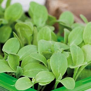 micro-leaf-gurkrt-2