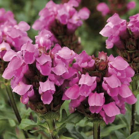 praktbrunrt-rosenkugel-12cm-kruka-1