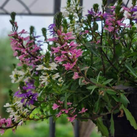 femtunga-fancy-mixmasters-105cm-kruka-1