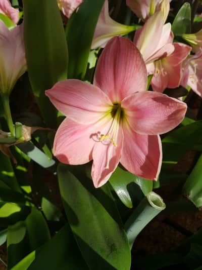 amaryllis-sweet-star-1st-1