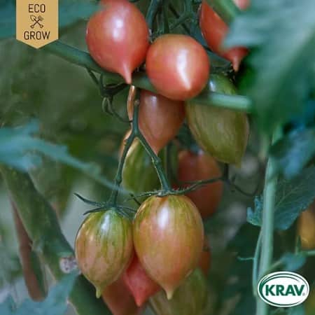 miniplommontomat-artisan-pink-tiger-krav-mrkt-1