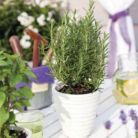 rosmarin-speedy-105cm-kruka-1