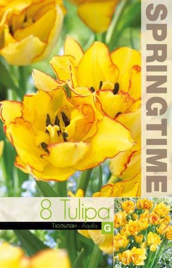 multi-flowering-tulpan-aquilla-8st-3