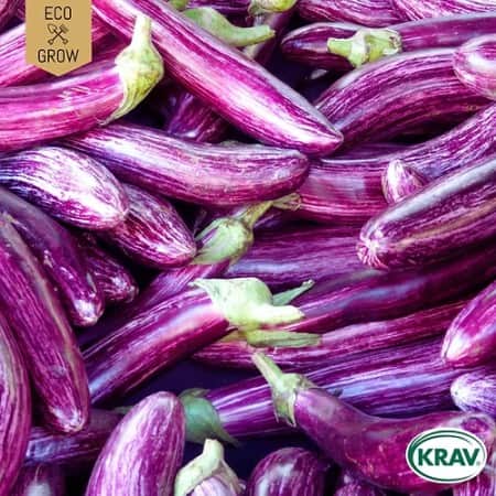 aubergine-listada-de-gandia-krav-mrkt-1