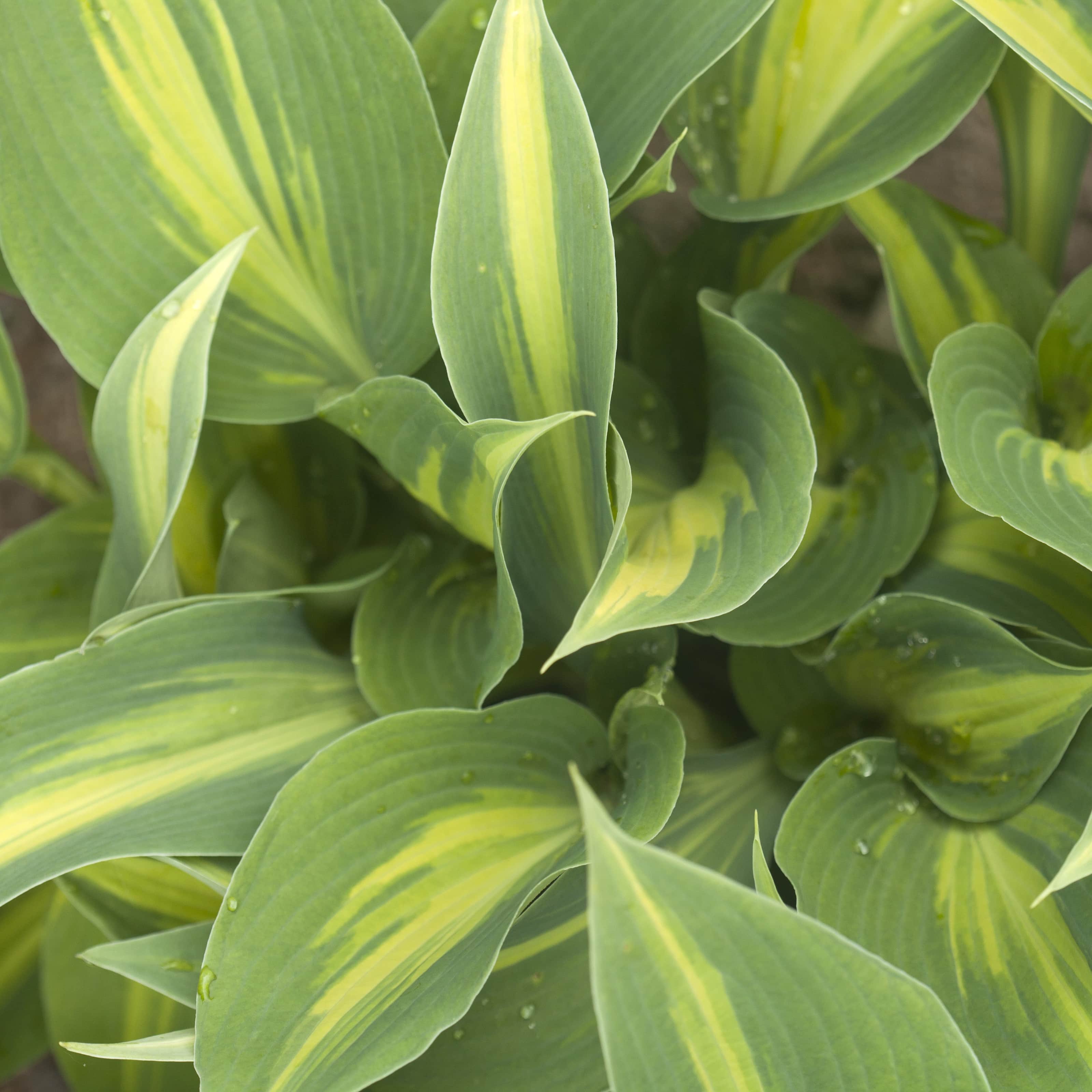 hosta-dream-queen-1st-barrotad-1