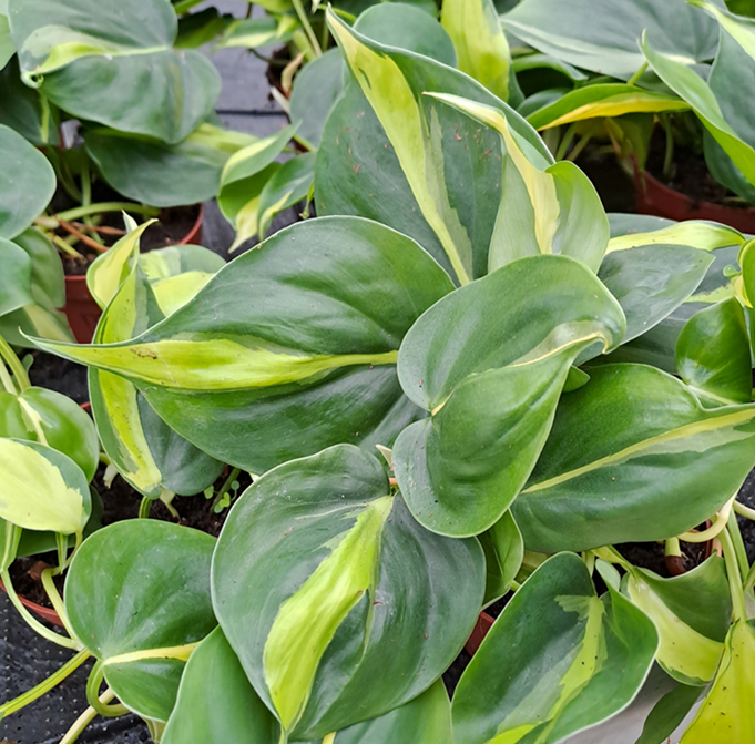 philodendron-brazil-12cm-kruka-1