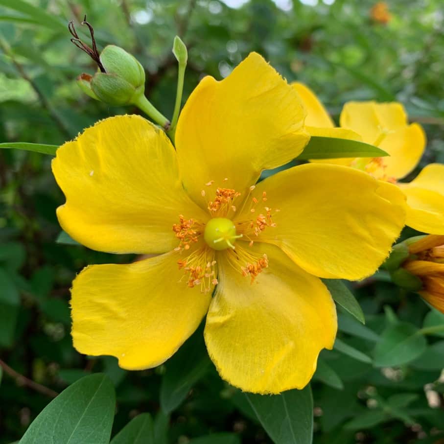 vinterhypericum-hidcote-10-p-barrotad-30-50cm-1