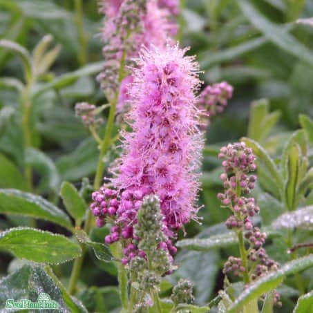 klasespirea-barrotad-10-pack-40-60cm-1