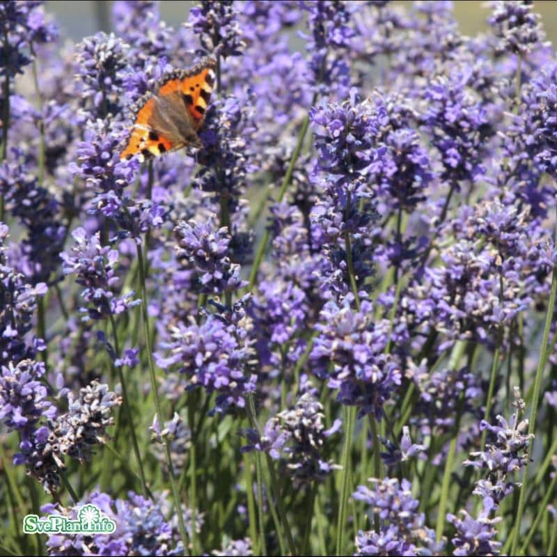 lavendel-hidcote-9cm-kruka-1