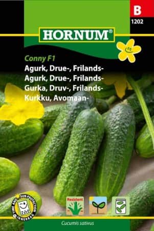 frilandsgurka-conny-f1-1