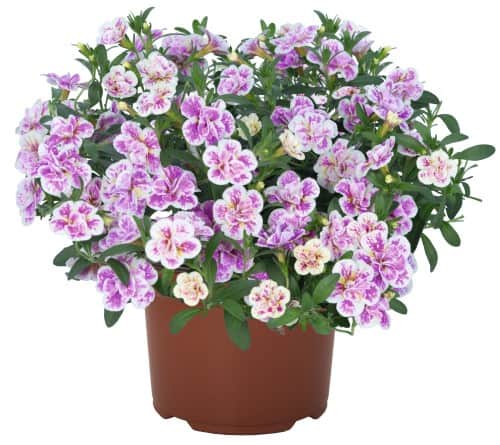 minipetunia-aloha-double-pink-blush---3-plant-1