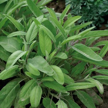 kryddsalvia-orginal-105cm-kruka-1