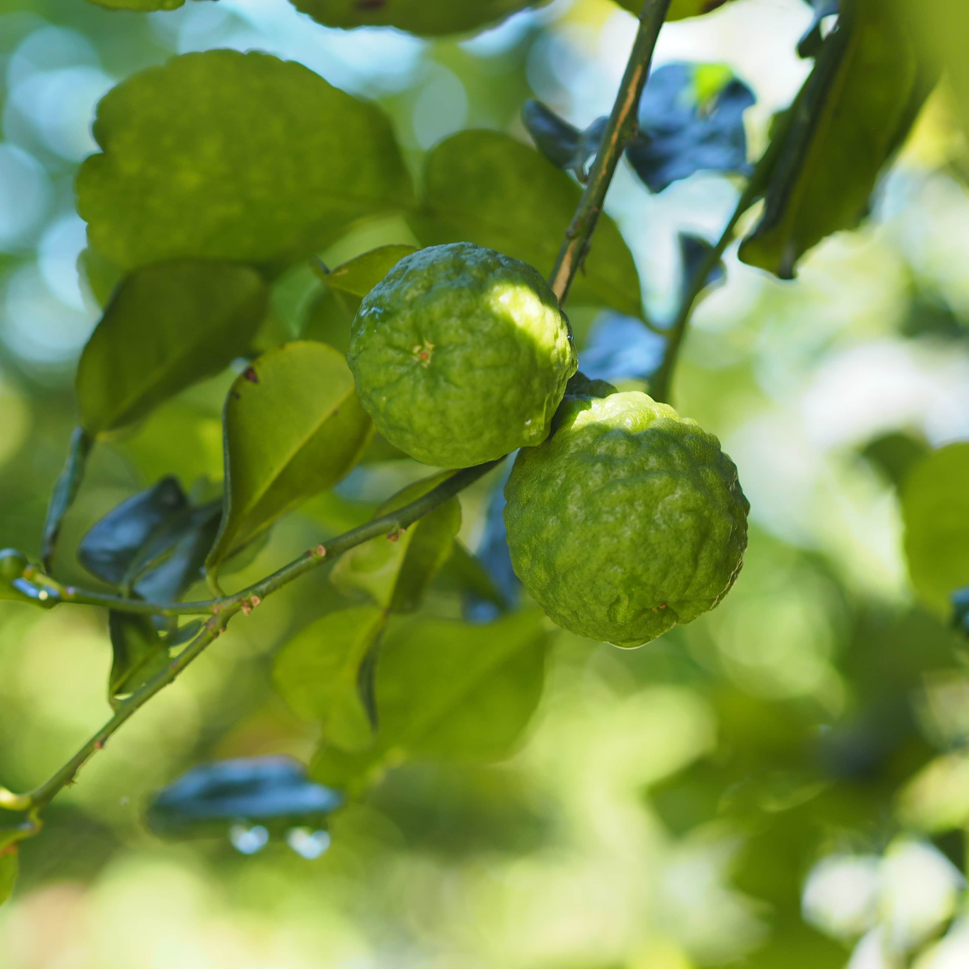 kaffirlime-12cm-kruka-1