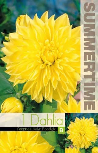 dekorativ-dahlia-kelvin-floodlight-1st-1